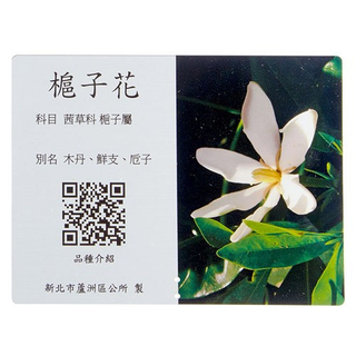 Commentary Card - Gardenia
