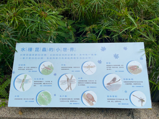 Small World of Aquatic Insects Interpretation Board