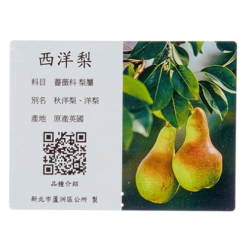 Commentary Card - Pear
