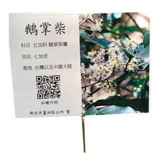 Commentary Card - Goosefoot Chai