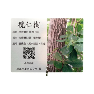 Interpretation Card - Terminalia Tree