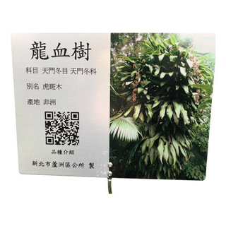 Explanation Card - Dragon's Blood Tree