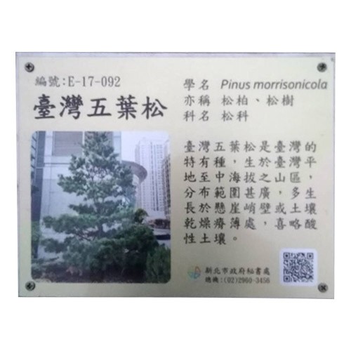 Commentary Card - Taiwan Five-leaf Pine