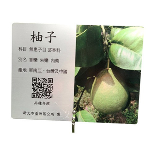 Commentary Card - Grapefruit