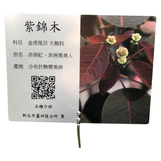 Commentary Card - Purple Cotton Wood