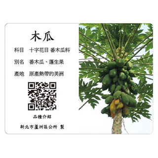 Commentary Card - Papaya