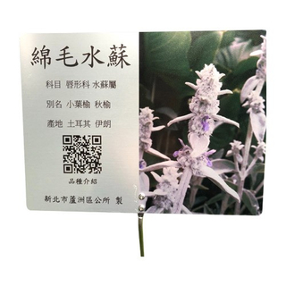 Commentary Card - Cotton Wool Tassel